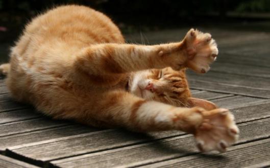 Cat Stretching