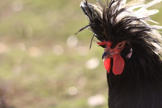 photo by Marji Beach