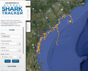 Ocearch Global Shark Tracker